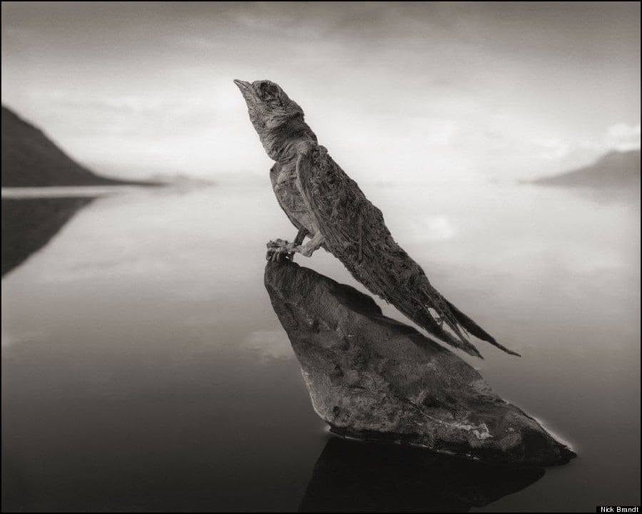 Nick Brandt
