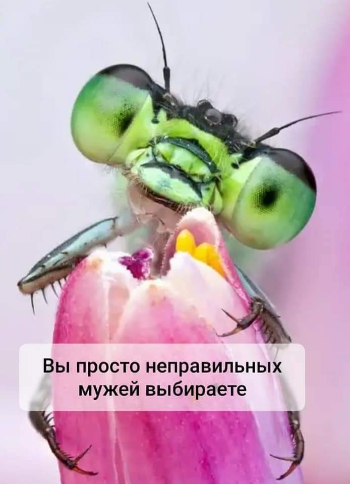 Вы просто неправильных мужей выбираете