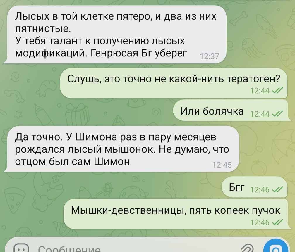 Лысых в той клетке пятеро, и два из них пятнистые. У тебя талант к получению лысых модификаций. Генрюсая Бг уберег 12:37 Слушь, это точно не какой-нить тератоген? 12:44 М/ Или болячка 12:44 / Да точно. У Шимона раз в пару месяцев рождался лысый мышонок. Не думаю, что отцом был сам Шимон 12:45 БГГ 12:46 Мышки-девственницы, пять копеек пучок 12:46 М/