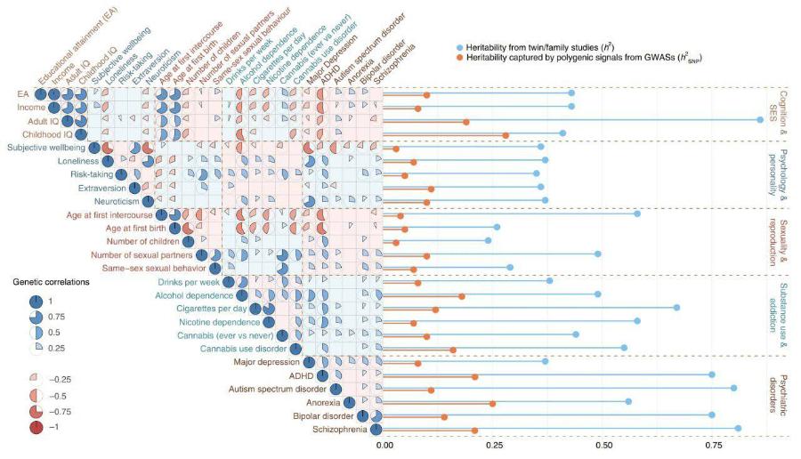 Educational attainment (EA) wellbeing Income Adult IQ Childhood IQ Subjective Loneliness Risk-taking Extraversion Neuroticism Age at first intercourse at first birth po. Number of children Number of sexual partners Same-sex sexual behaviour Drinks per week Cigarettes Nicotine Cannabis Depression EA Income Adult IQ Childhood IQ Subjective wellbeing Loneliness Risk-taking Extraversion Neuroticism Age at first intercourse Age at first birth Number of children Number of sexual partners D Same-sex sexual behavior Genetic correlations P Drinks per week Alcohol dependence 1 0.75 0.5 0.25 A Cigarettes per day Nicotine dependence Cannabis (ever vs never) Cannabis use disorder Major depression -0.25 ADHD Autism spectrum disorder -0.5 -0.75 -1 Anorexia Bipolar disorder Schizophrenia • Hertabity capured by polygenic signals trom GWASS (1 Cognition & SES Psychology & personality Sexuality & reproduction Substance use & addiction Psychiatric disorders 0.00 0.25 0.50 0.75
