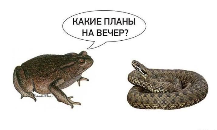 КАКИЕ ПЛАНЫ НА ВЕЧЕР?
