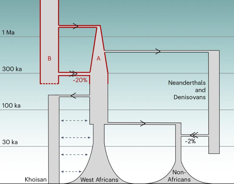1 Ma B 300 ka 100 ka 30 ka Khoisan ~20% Neanderthals and Denisovans ~2% West Africans Non- Africans