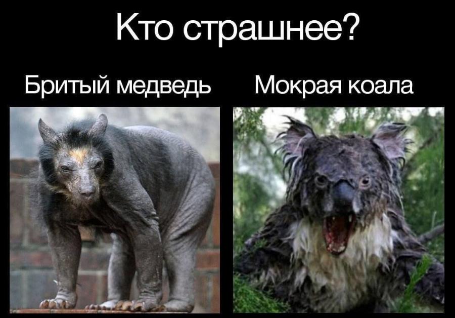 Кто страшнее? Бритый медведь Мокрая коала