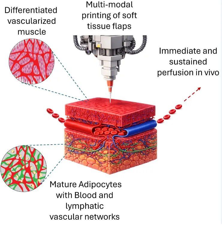 Differentiated vascularized muscle Multi-modal printing of soft tissue flaps Immediate and sustained perfusion in vivo Mature Adipocytes with Blood and lymphatic vascular networks