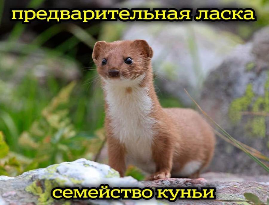 предварительная ласка семейство куньи