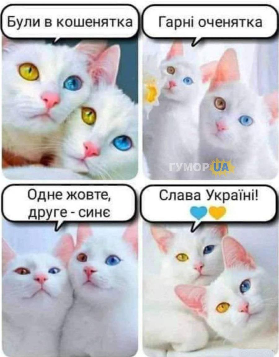 Були в кошенятка Гарні оченятка Одне жовте, друге - синє ГУМОР UA слава україні: