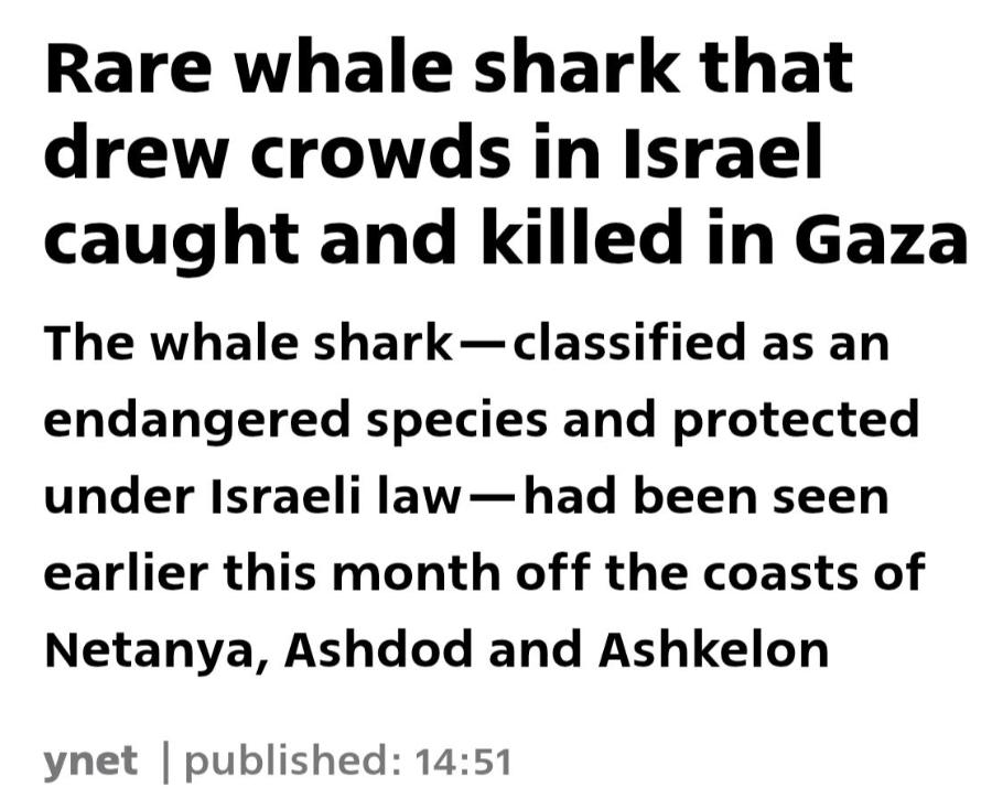 Rare whale shark that drew crowds in Israel caught and killed in Gaza The whale shark— classified as an endangered species and protected under Israeli law — had been seen earlier this month off the coasts of Netanya, Ashdod and Ashkelon ynet | published: 14:51