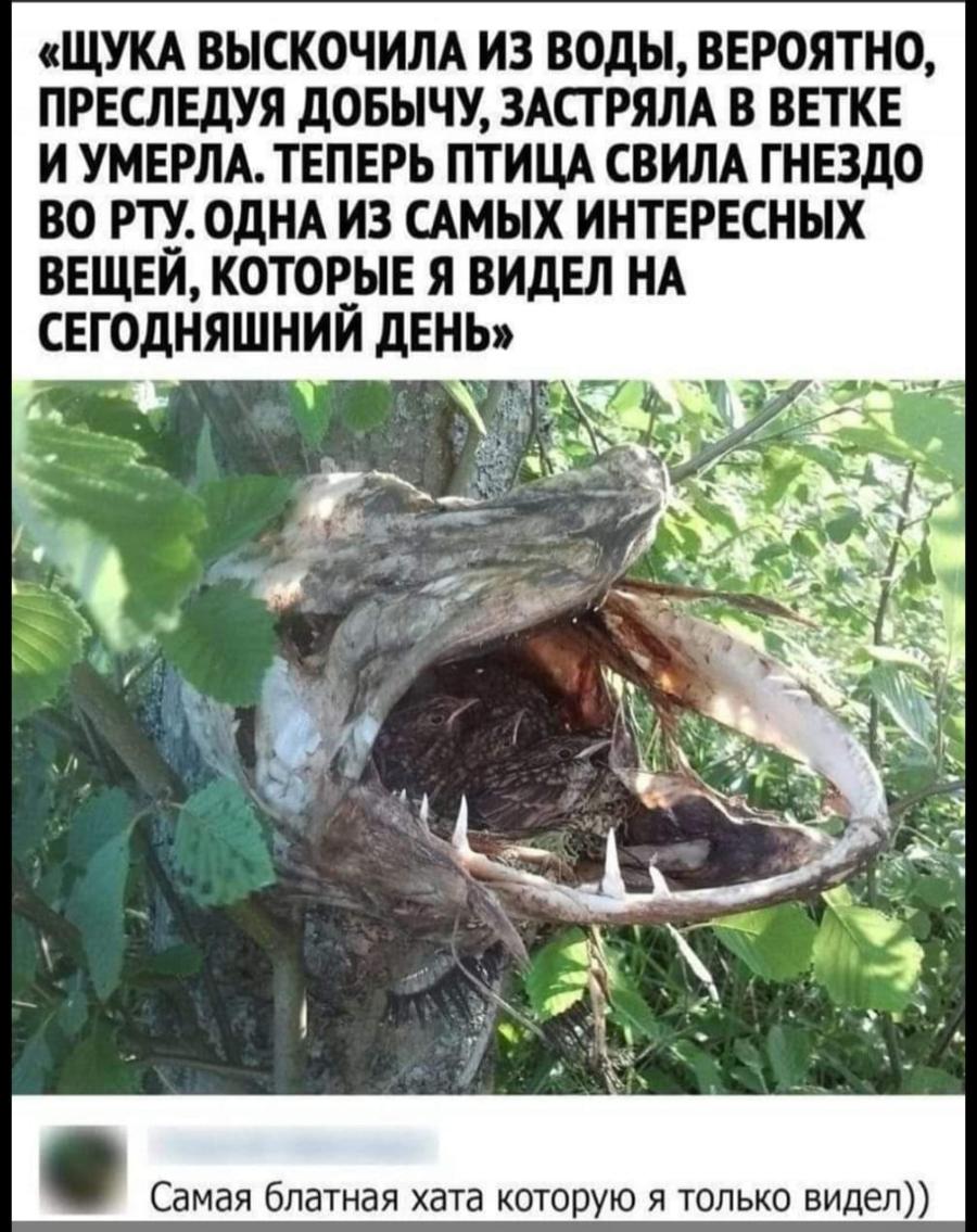 «ЩУКА ВЫСКОЧИЛА ИЗ ВОДЫ, ВЕРОЯТНО, ПРЕСЛЕДУЯ ДОБЫЧУ, ЗАСТРЯЛА В ВЕТКЕ И УМЕРЛА. ТЕПЕРЬ ПТИЦА СВИЛА ГНЕЗДО ВО РТУ. ОДНА ИЗ САМЫХ ИНТЕРЕСНЫХ ВЕЩЕЙ, КОТОРЫЕ Я ВИДЕЛ НА СЕГОДНЯШНИЙ ДЕНЬ» Самая блатная хата которую я только видел))