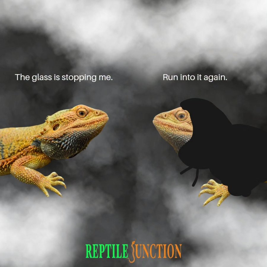 The glass is stopping me. Run into it again. REPTILE JUNCTION