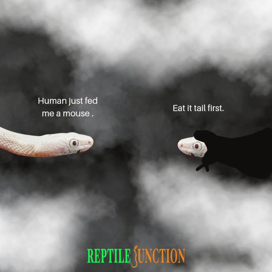 Human just fed me a mouse. Eat it tail first. REPTILE JUNCTION