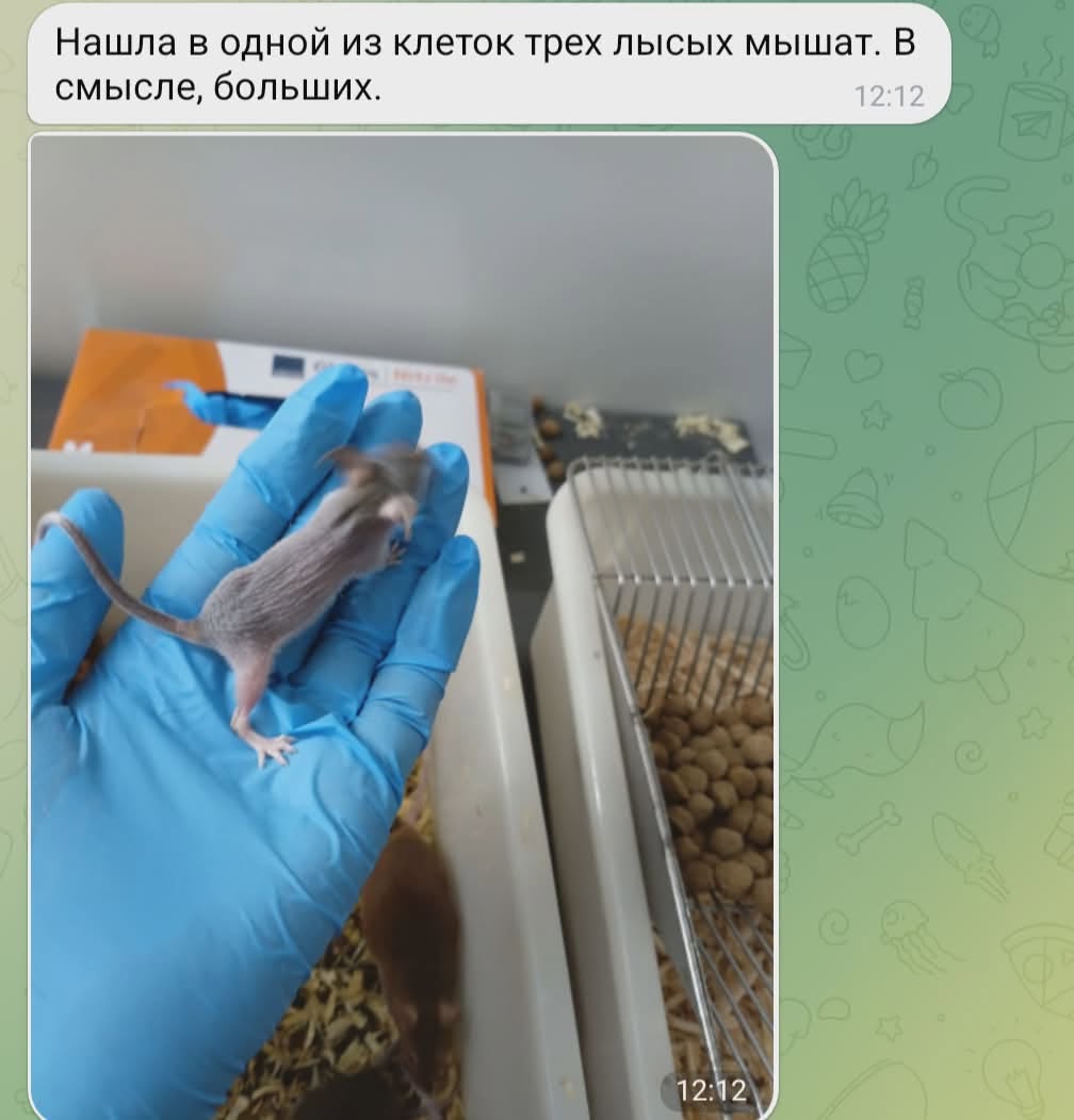 Нашла в одной из клеток трех лысых мышат. В смысле, больших. 12:12 12:12