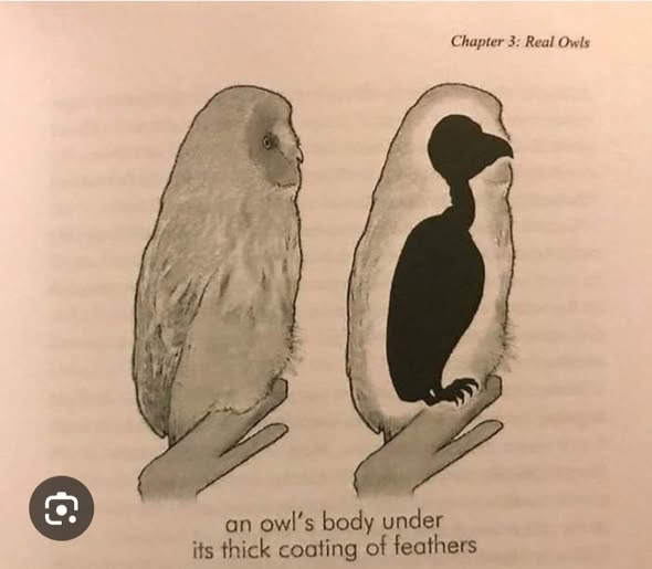 Chapter 3: Real Owls an owl's body under its thick coating of feathers
