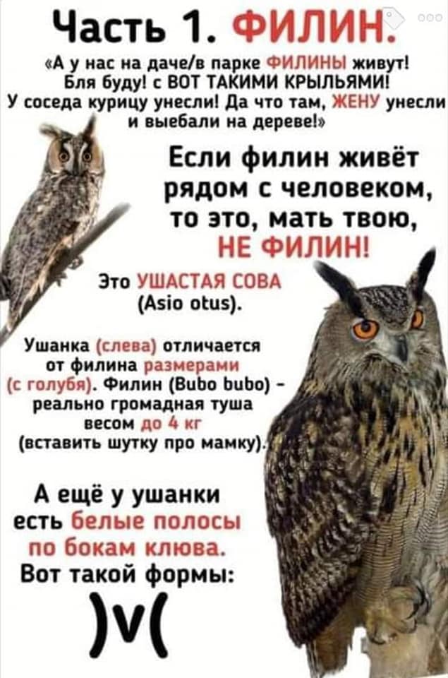 Часть 1. ФИЛИН. 000 «А у нас на даче/в парке ФИЛИНЫ живут! Бля буду! с ВОТ ТАКИМИ КРЫЛЬЯМИ! У соседа курицу унесли! Да что там, ЖЕНУ унесли и выебали на дереве!» Если филин живёт рядом с человеком, то это, мать твою, НЕ ФИЛИН! Это УШАСТАЯ СОВА (Asio otus). Ушанка (слева) отличается от филина размерами (с голубя). Филин (Bubo bubo) - реально громадная туша весом до 4 кг (вставить шутку про мамку). А ещё у ушанки есть белые полосы по бокам клюва. Вот такой формы: