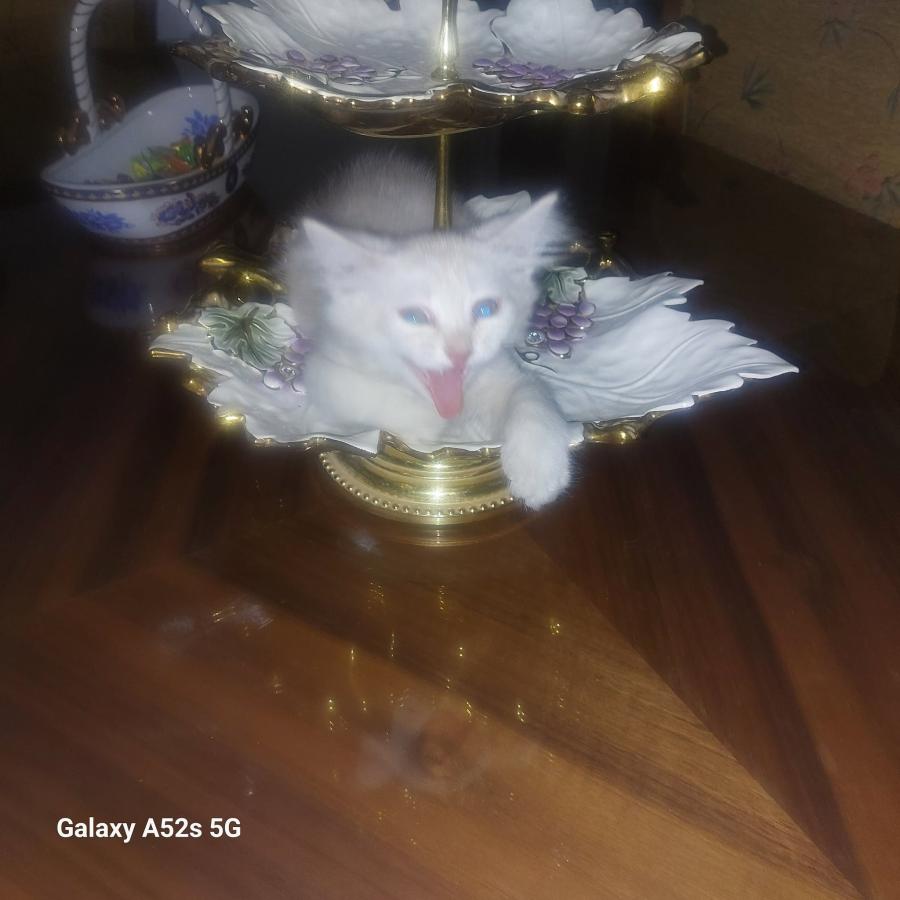Galaxy A52s 5G