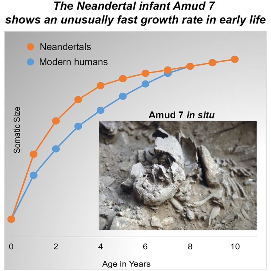 The Neandertal infant Amud 7 shows an unusually fast growth rate in early life • Neandertals • Modern humans Somatic Size Amud 7 in situ 2 6 Age in Years 8 10