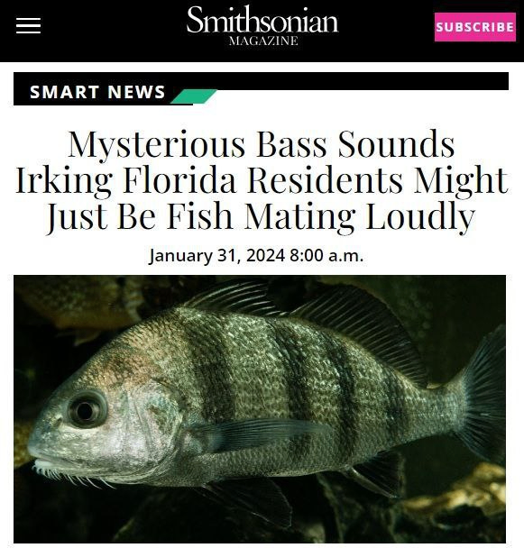 = Smithsonian MAGAZINE SUBSCRIBE SMART NEWS Mysterious Bass Sounds Irking Florida Residents Might Just Be Fish Mating Loudly January 31, 2024 8:00 a.m.