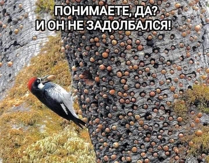 ПОНИМАЕТЕ, ДА? И ОН НЕ ЗАДОЛБАЛСЯ!
