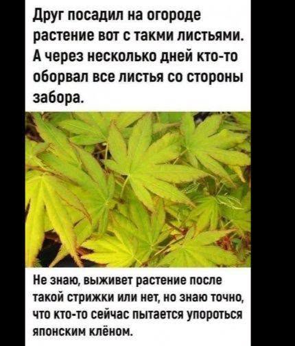 Друг посадил на огороде растение вот с такми листьями. А через несколько дней кто-то оборвал все листья со стороны забора. Не знаю, выживет растение после такой стрижки или нет, но знаю точно, что кто-то сейчас пытается упороться японским кленом.