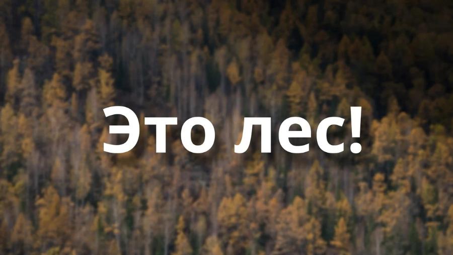 Это лес!