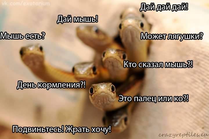 Дай мышь! Мышь есть? Дай дай дай! Может лягушки! Кто сказал мышь?! День кормления?! Это палец или ко?! Подвиньтесь! Жрать хочу! crazyreptiles.en