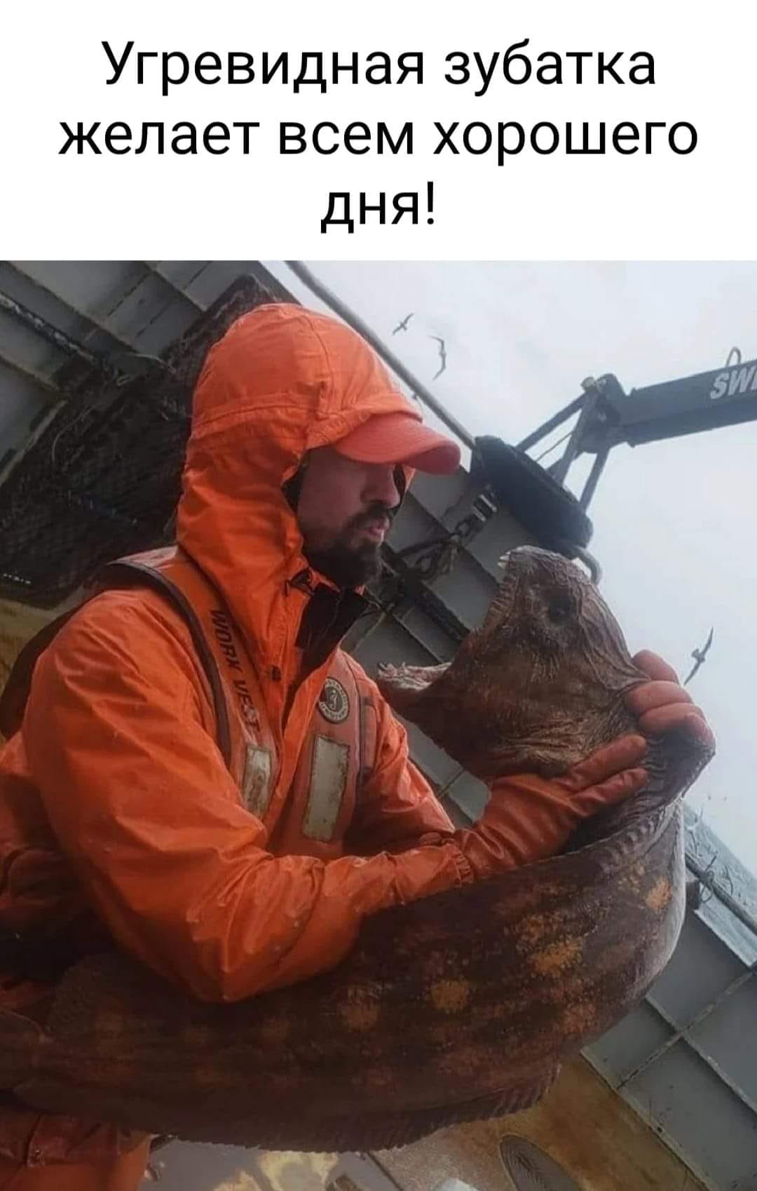 Угревидная зубатка желает всем хорошего дня! WORK VEST