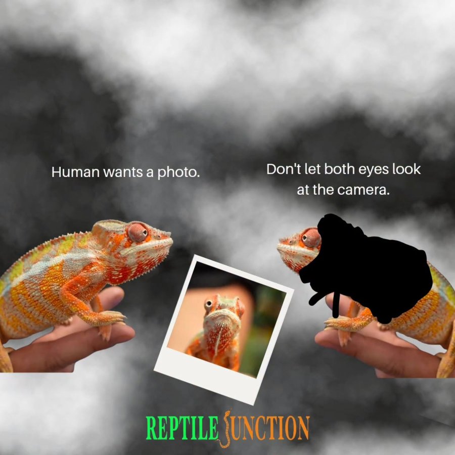 Human wants a photo. Don't let both eyes look at the camera. REPTILE JUNCTION