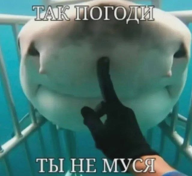 ТАК ПОГОДИ ТЫ НЕ МУСЯ