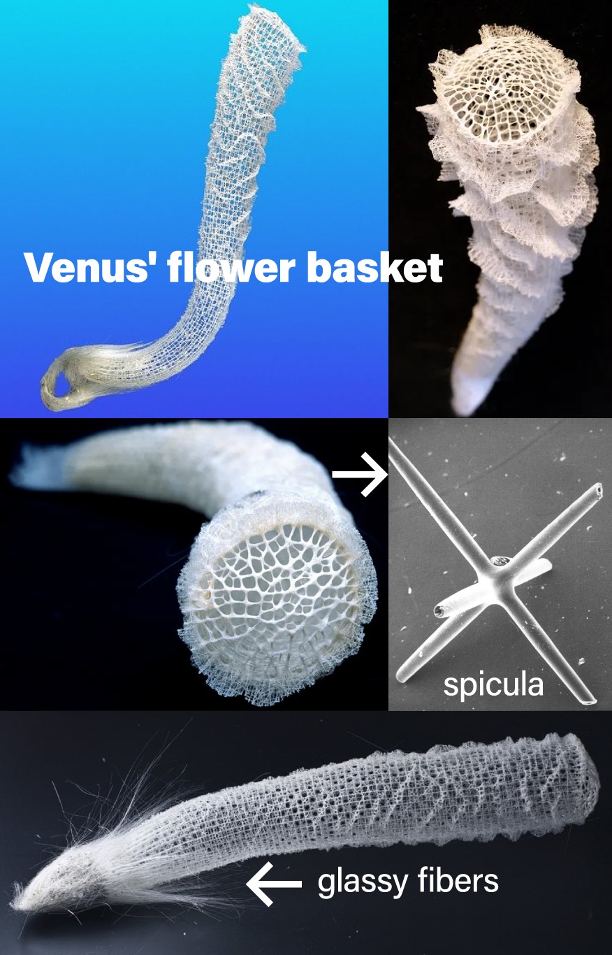 Venus' flower basket spicula - glassy fibers