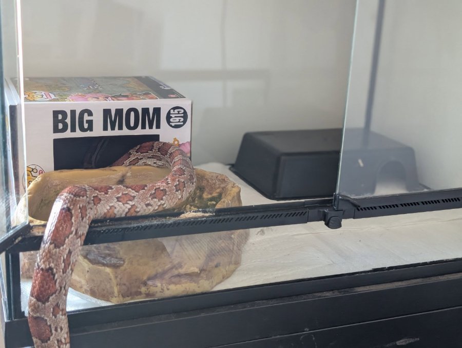 BIG MOM