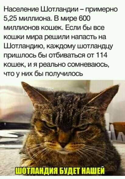 Население Шотландии - примерно 5,25 миллиона. В мире 600 миллионов кошек. Если бы все кошки мира решили напасть на Шотландию, каждому шотландцу пришлось бы отбиваться от 114 кошек, и я реально сомневаюсь, что у них бы получилось ШОТЛАНДИЯ БУДЕТ НАШЕЙ