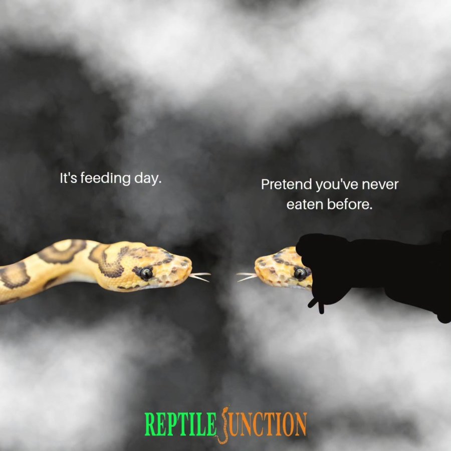 It's feeding day. Pretend you've never eaten before. REPTILE JUNCTION