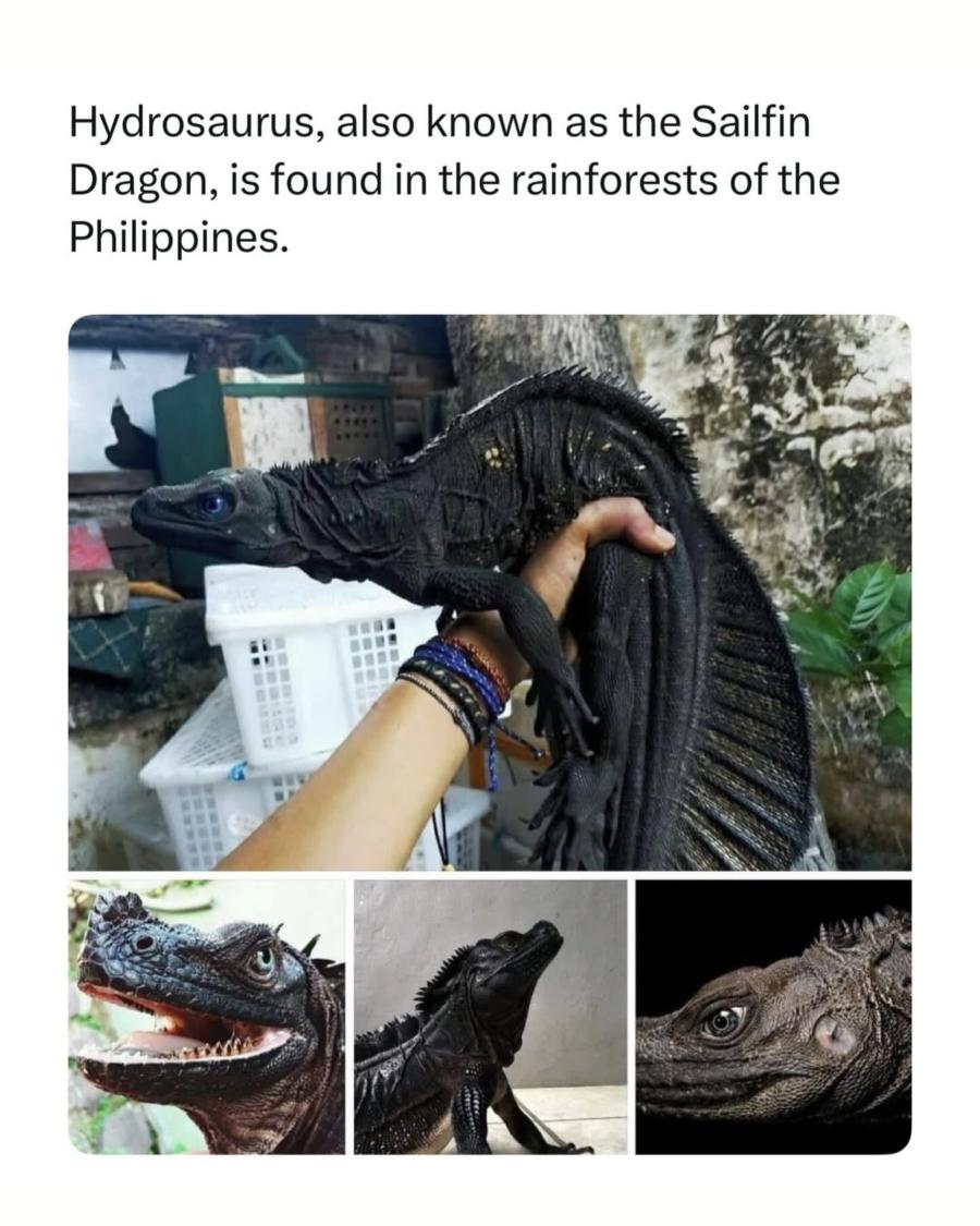 Hydrosaurus, also known as the Sailfin Dragon, is found in the rainforests of the Philippines.