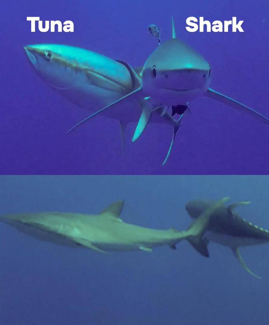 Tuna Shark