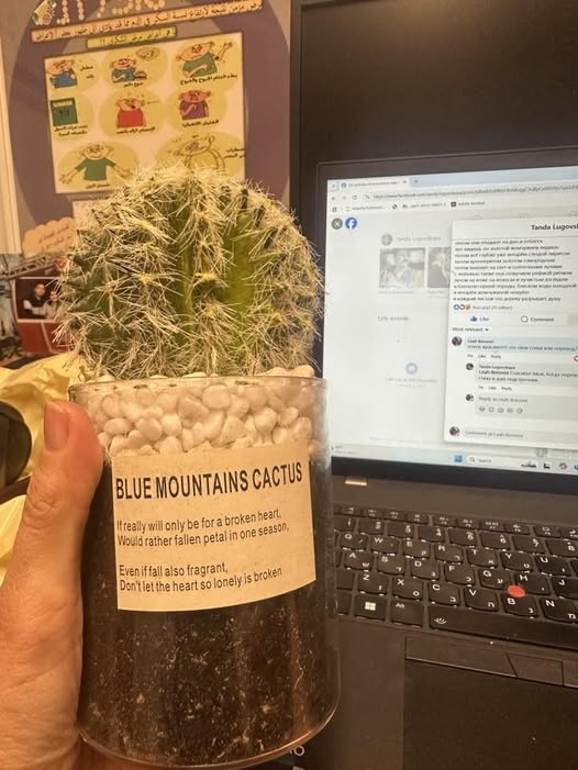 BLUE MOUNTAINS CACTUS really will only be for a broken heart, Would rather fallen petalin one season. Even if fall also fragrant, Don't let the heart so lonely is broken