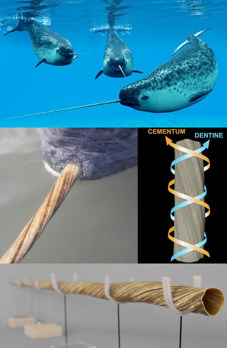 CEMENTUM DENTINE