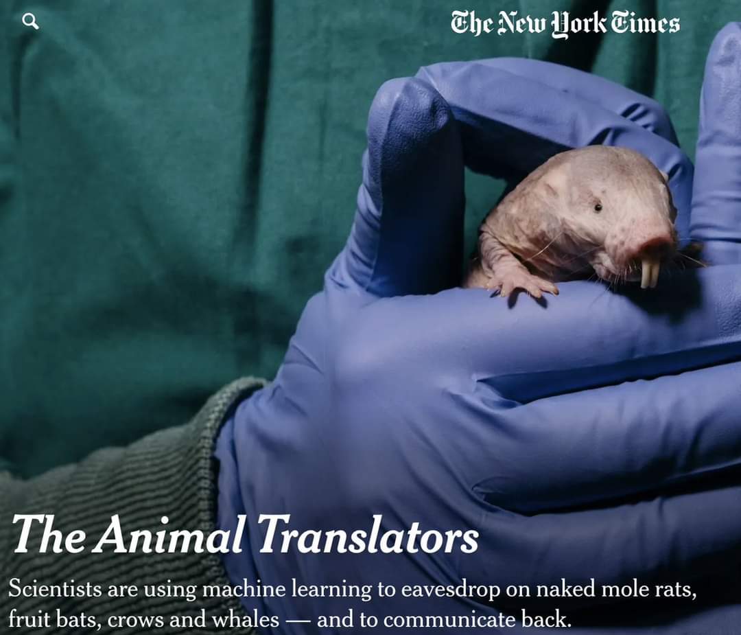 Tbe New Lork Cimes The Animal Translators Scientists are using machine learning to eavesdrop on naked mole rats, fruit bats, crows and whales - and to communicate back.