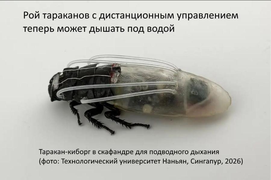 Рой тараканов с дистанционным управлением теперь может дышать под водой Таракан-киборг в скафандре для подводного дыхания (фото: Технологический университет Наньян, Сингапур, 2026)