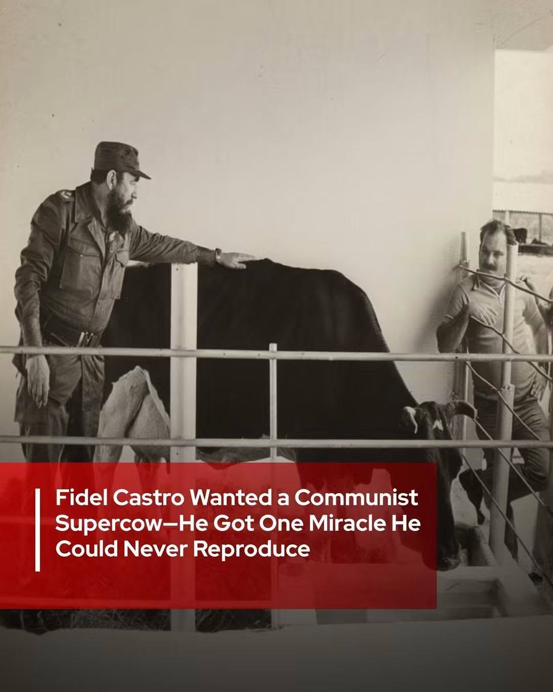 Fidel Castro Wanted a Communist Supercow-He Got One Miracle He Could Never Reproduce